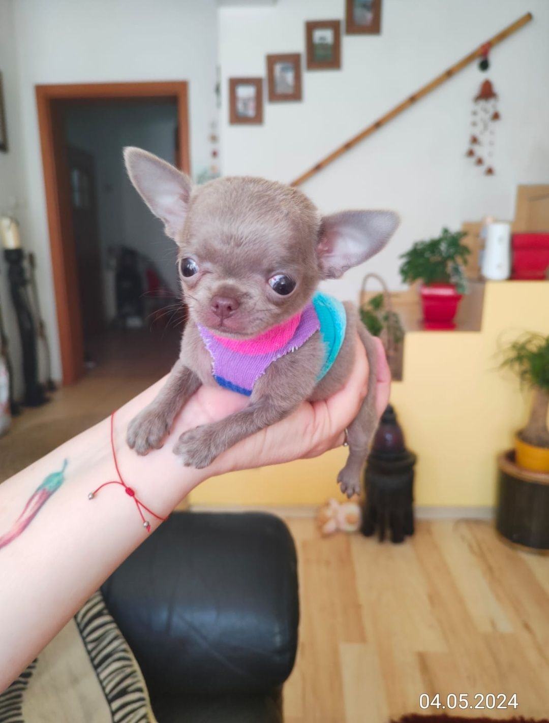 Chihuahua liliowa dziewczynka Xxxs