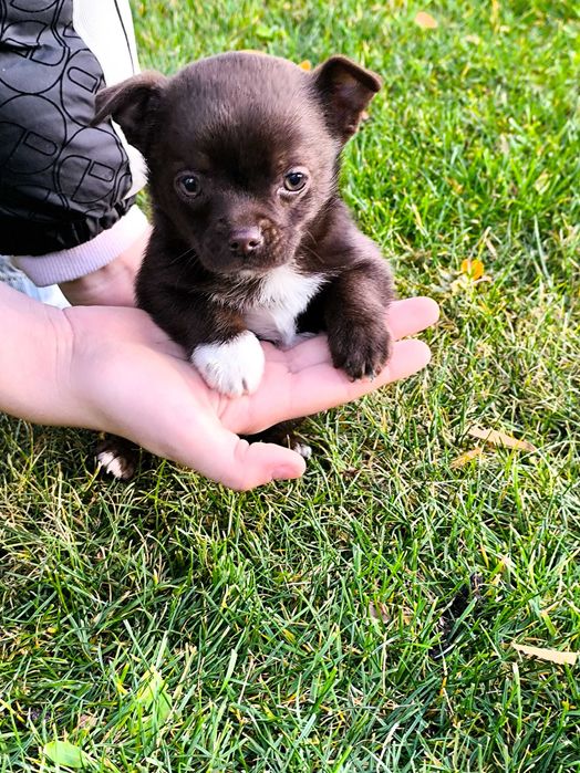 Chihuahua piesek (chłopczyk) krótkowłosy