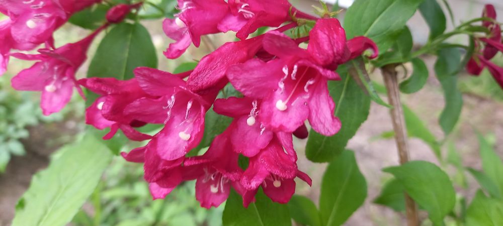 Вейгела  хоста бересклет гібіскуси гейхери пухироплідник калинолистий