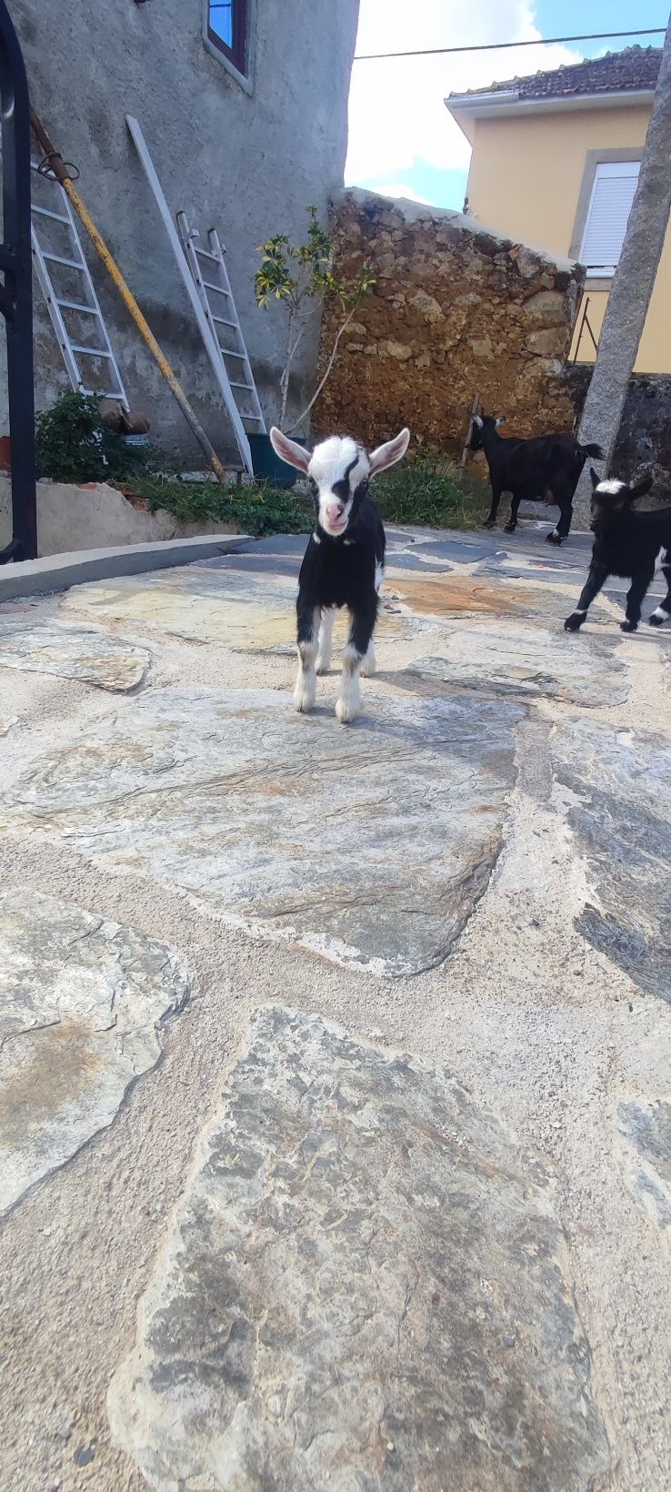 Cabras anas macho