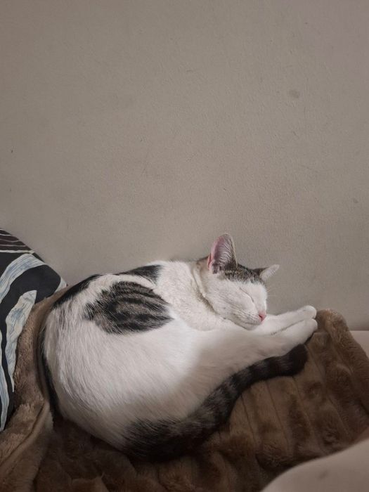 Oddam kotka za darmo