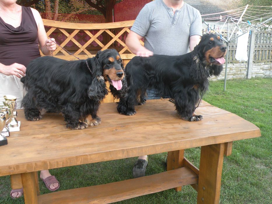 zapowiedź miotu, cocker spaniel angielski