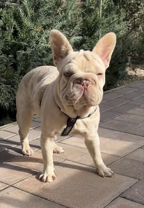 Девочка биг роп в редком окрасе