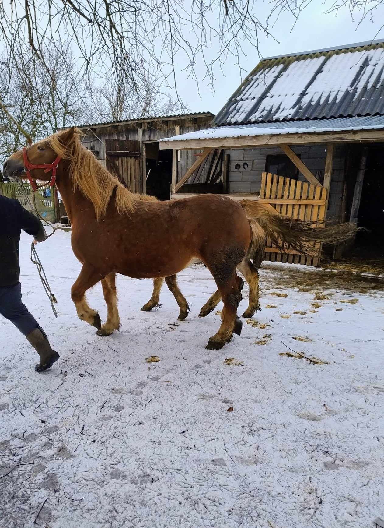 Klacz źrebna na sprzedaż