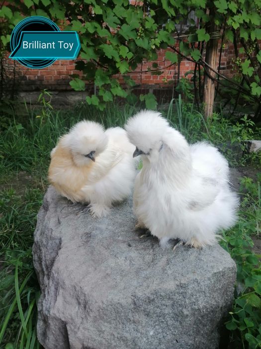 Шелковые куры-инкубационное яицо