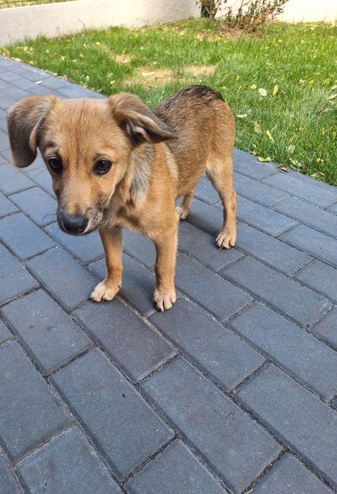 Oddam znalezioną w lesie suczkę