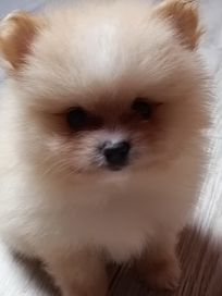 Pomeranian piesek boo