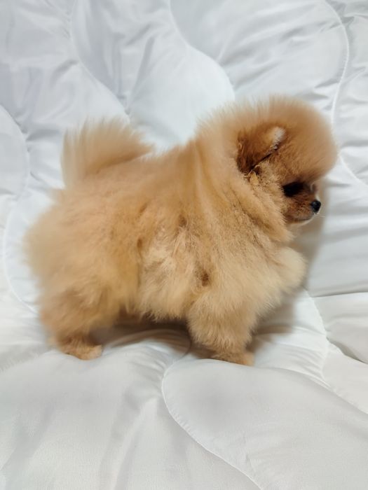 Девочка шпиц оранж док КСУ FCI