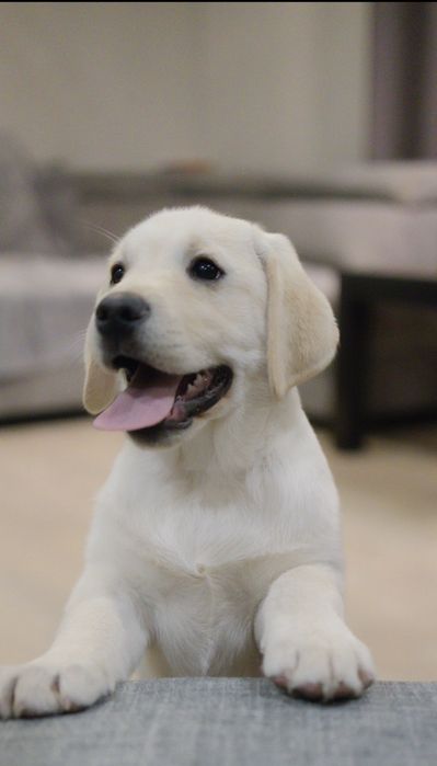 Labrador retriever piesek ZKwP/FCI