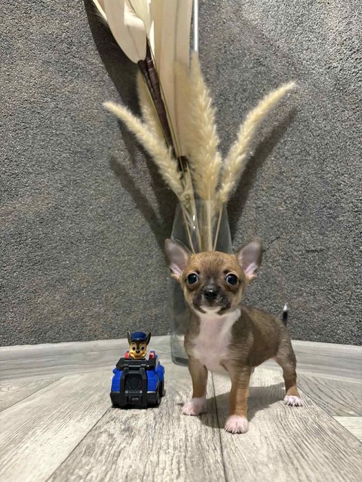 Chihuahua miniaturka chlopczyk