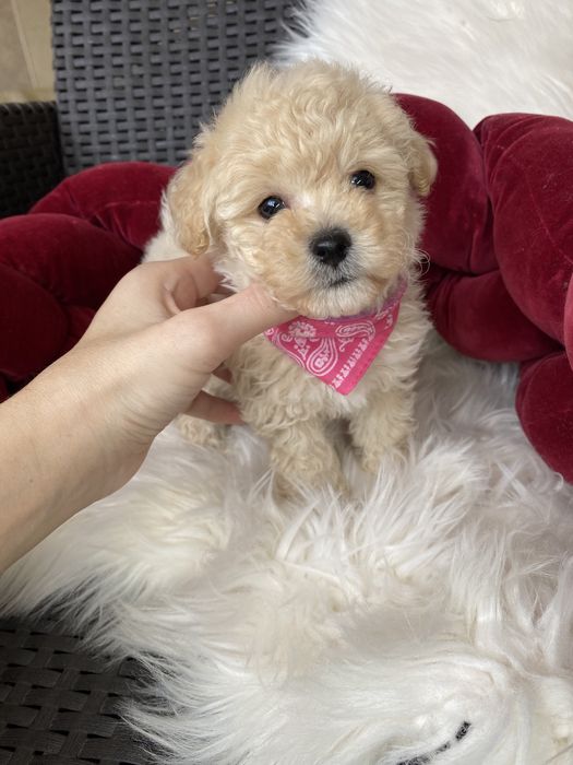 Дівчатка міні мальтипу ф1