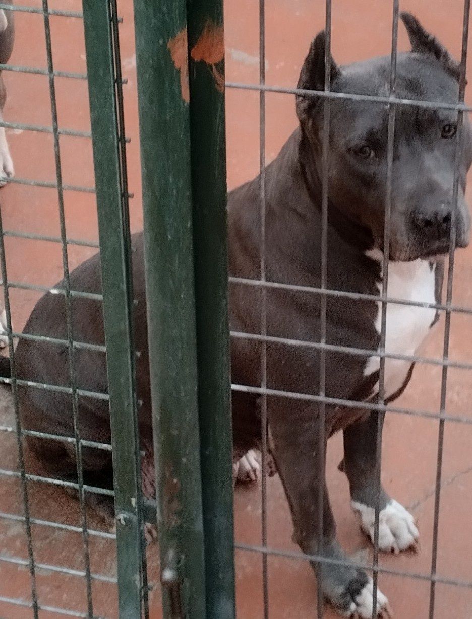 American Staffordshire Terrier