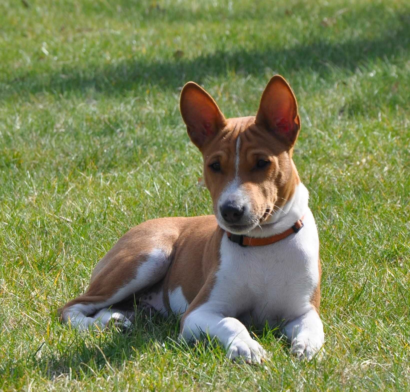 Basenji pies szczenię hodowla ZKwP