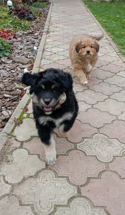 Oddam dwie suczki matka akita mieszanka z berneńskim