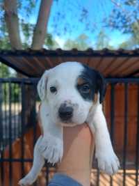 Jack Russell Terrier-Suczka 1 Miot B