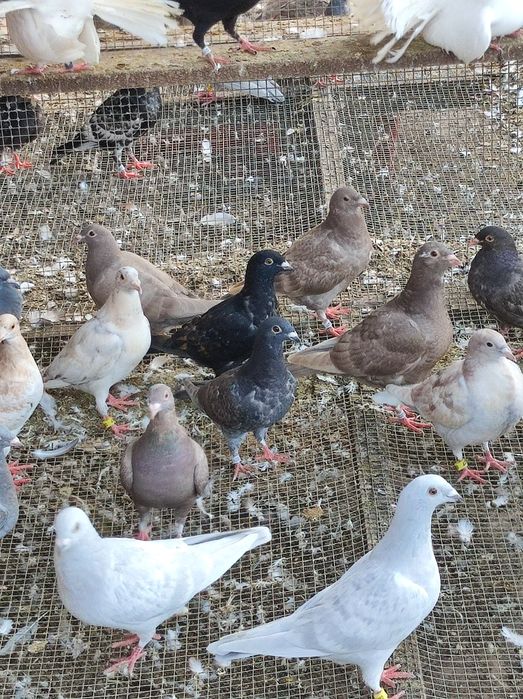 Gołębie pocztowe opal