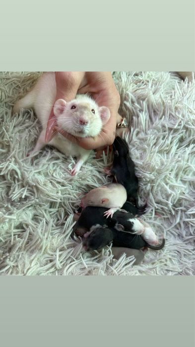 Крисята дамбо хлопчики і дівчатка