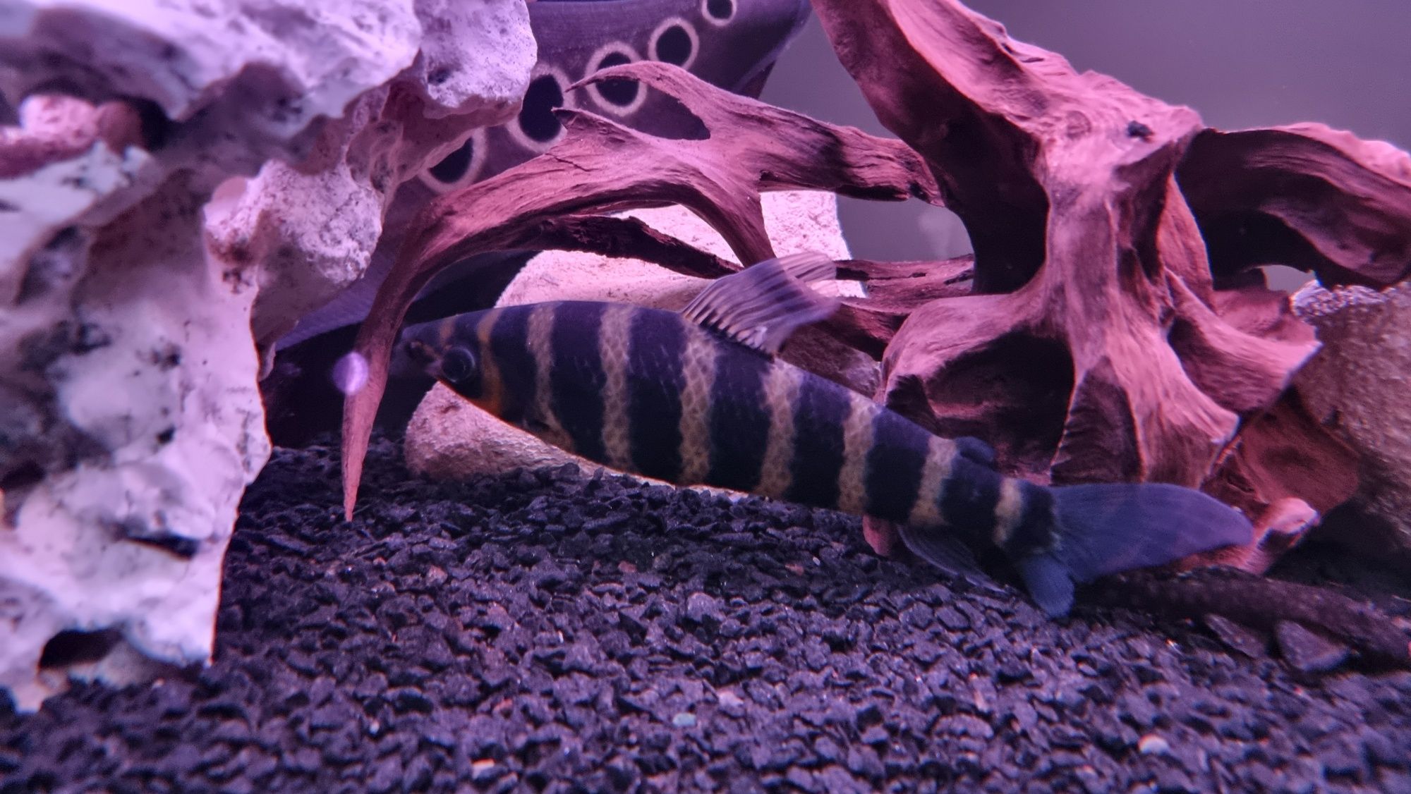 Vendo Leporinus Affinis 20cm