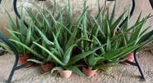 Várias plantas Aloé Vera
