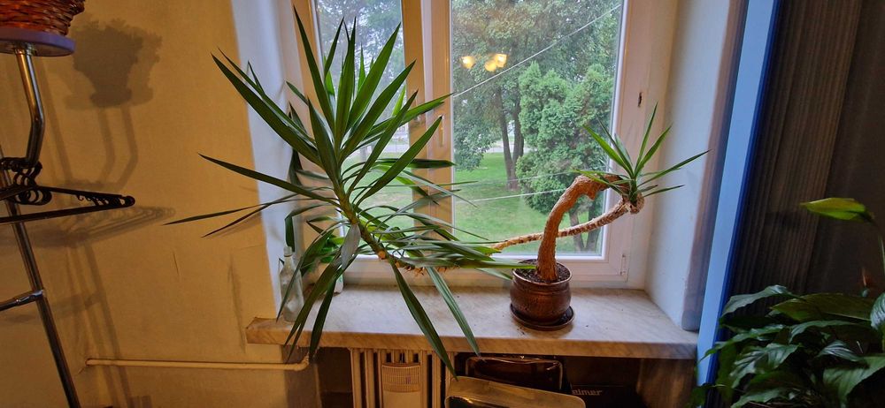 Oryginalnie wyglądająca juka yucca