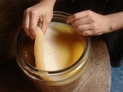 Чайный гриб камбуча