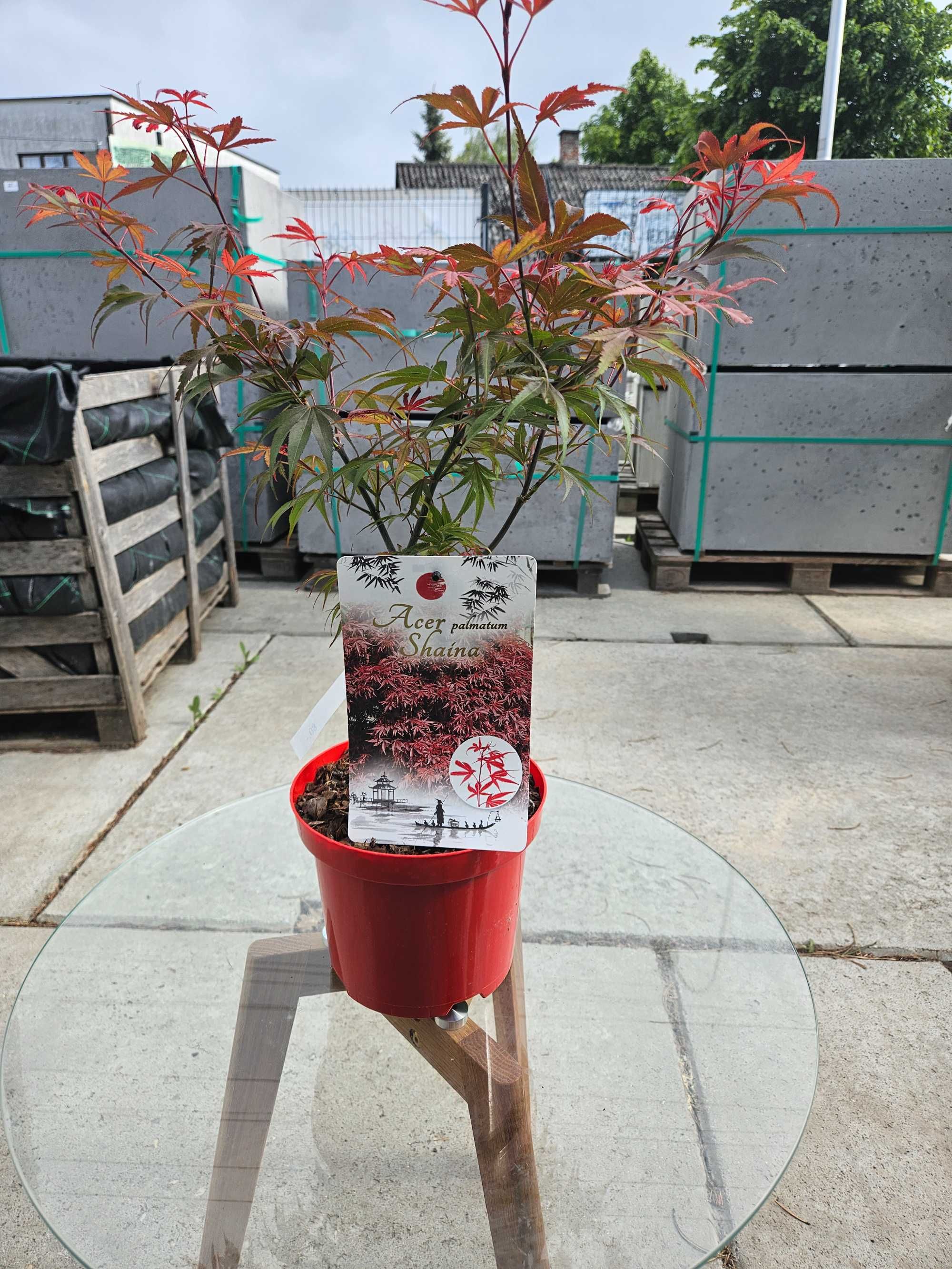 Klon palmowy 'Shaina' (Acer palmatum 'Shaina')