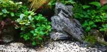 Anubia Petit + Bucephalandra wavy green (Para Aquário)