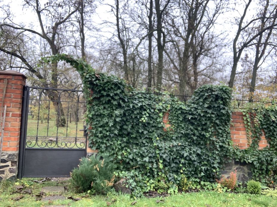 Продам плющ