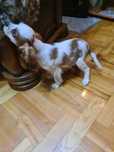 Piesek Cavalier King Charles Spaniel