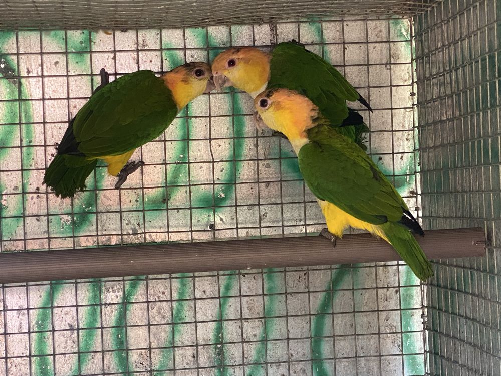 Marianinhas cabeça amarela