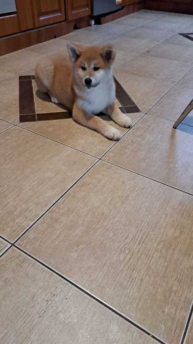 Akita inu piesek