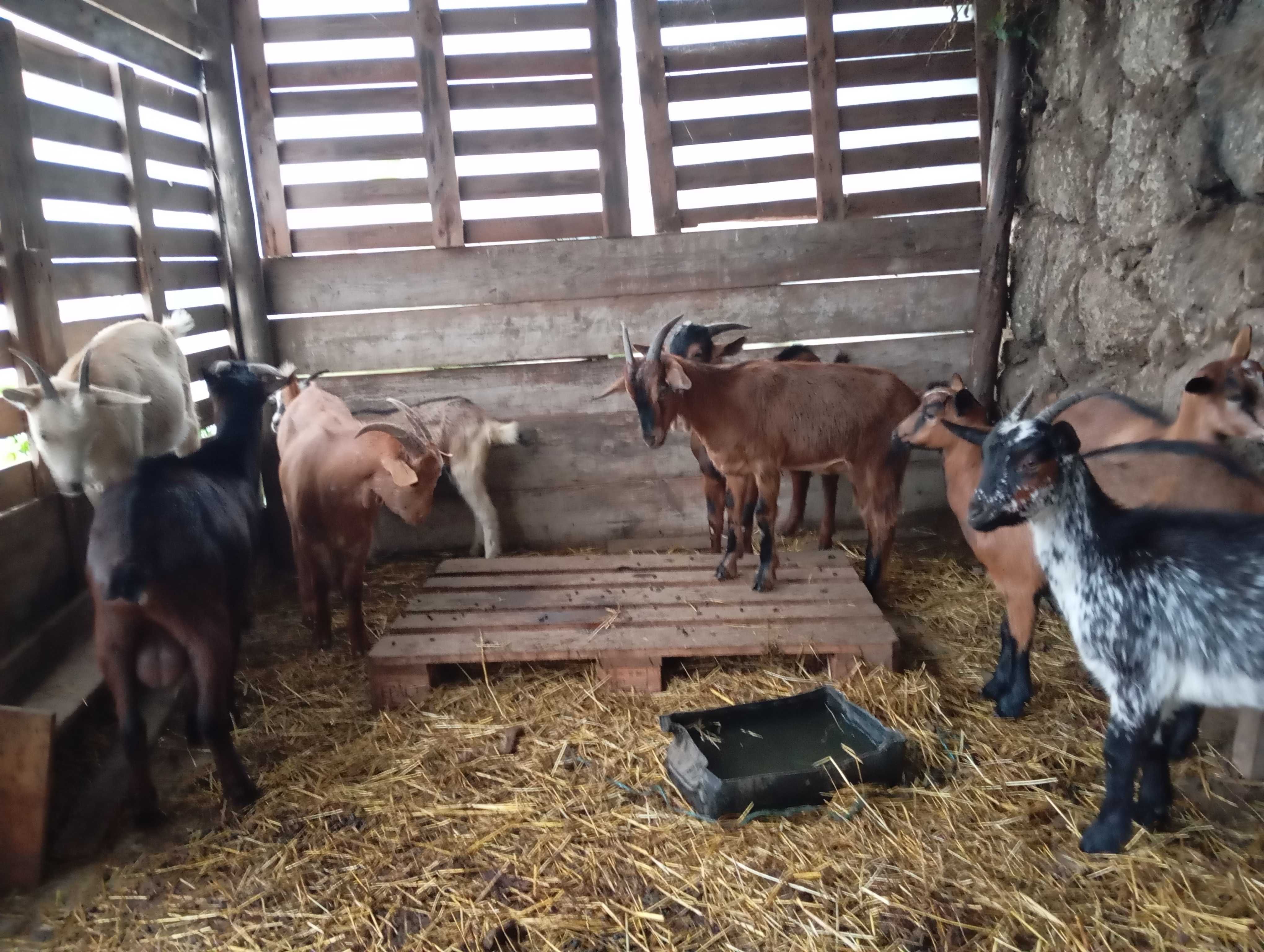 Para mudar de pasto