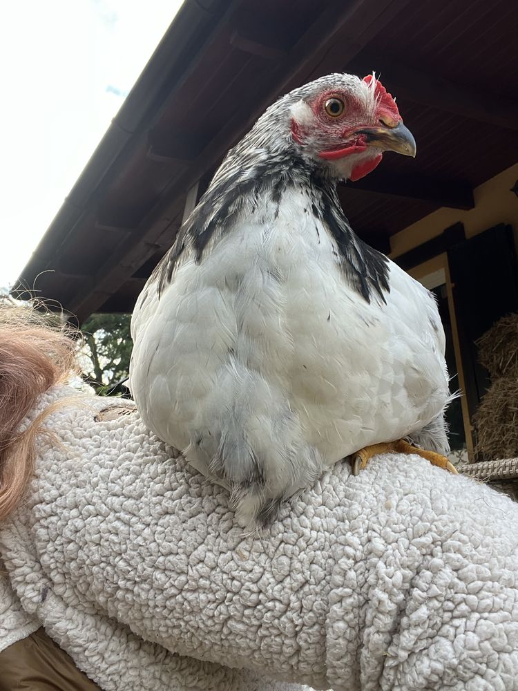 Kogut koguty 2 lokowane i 1 w typie brahma, można zestaw+2 kurki kury