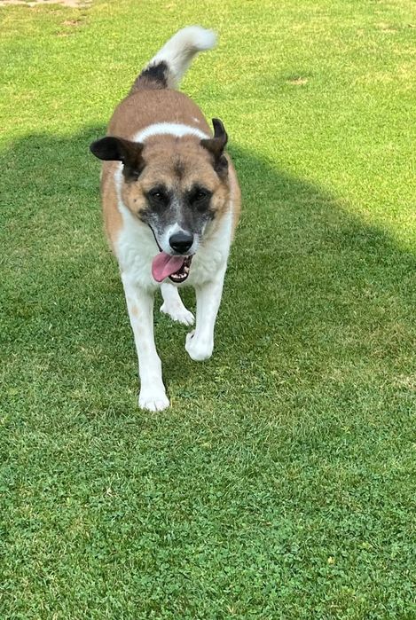 Piękny Rex do adopcji