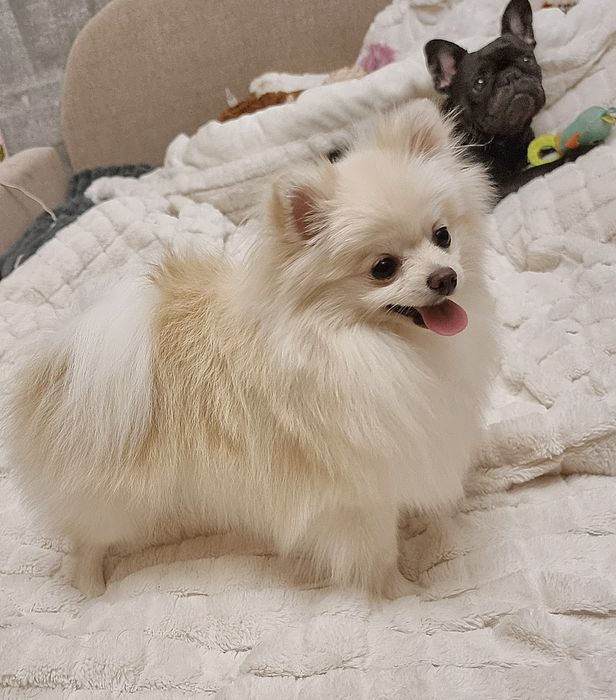 Мініатюрна дівчинка шпіц