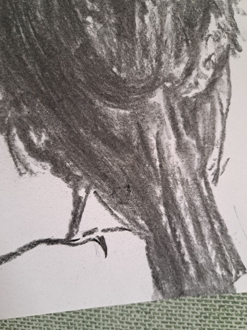 Rysunek węglem,21x30,ptak,szkic,rysunek,kruk,gawron