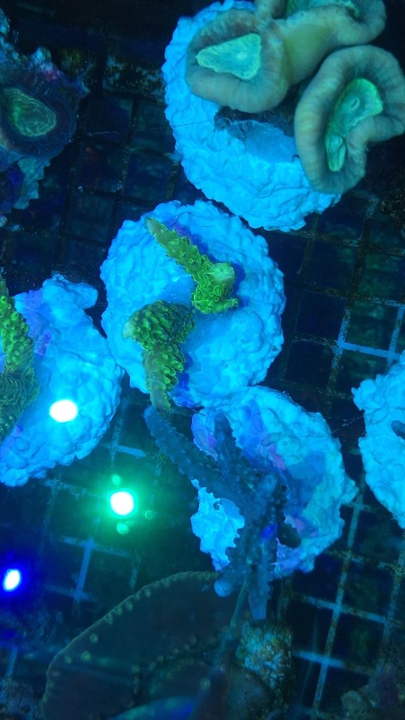 Acropora zielona fluo
