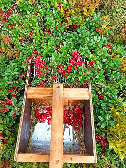 Брусниця перетерта з цукром (не варена)