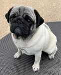 Pug fêmea procura novo lar responsável