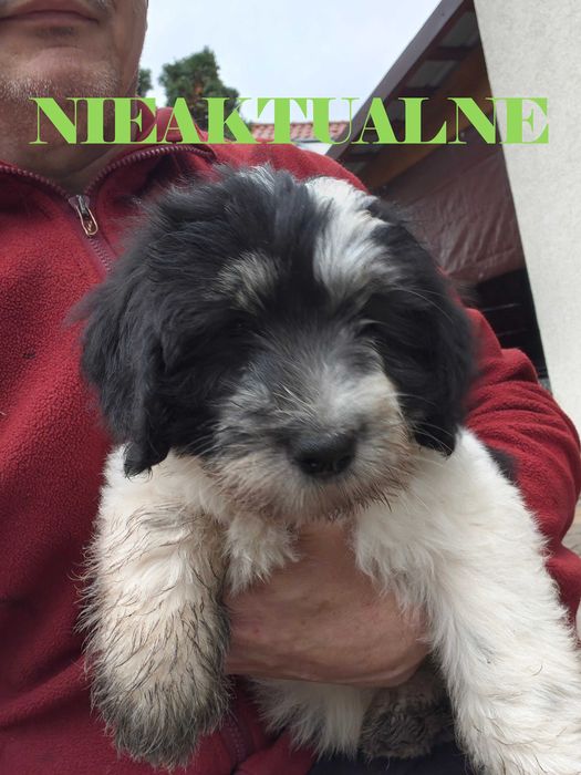 Polski Owczarek Nizinny FCI - Polish Lowland Sheepdog PON