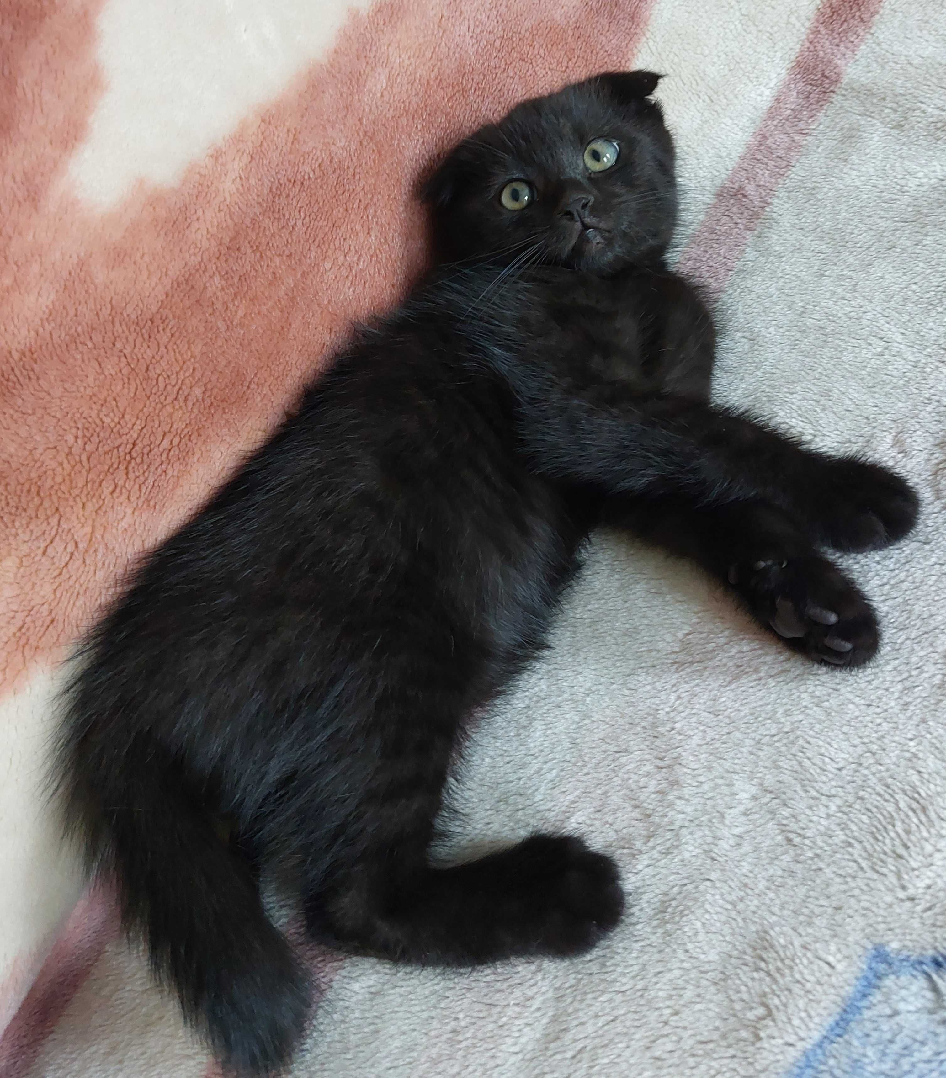 вислоухие  котята