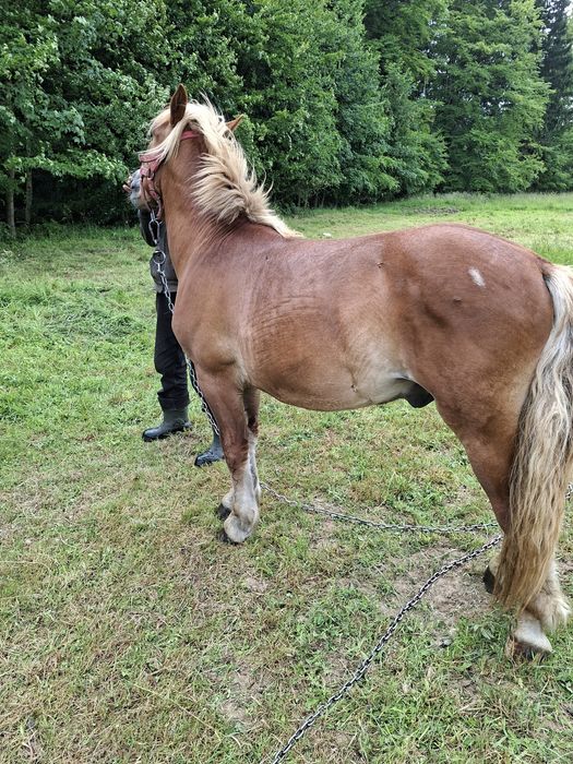 Sprzedam  ogierka zimnokrwistego