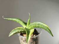 Sansevieria patents 'Variegated'  sansewieria kolekcja