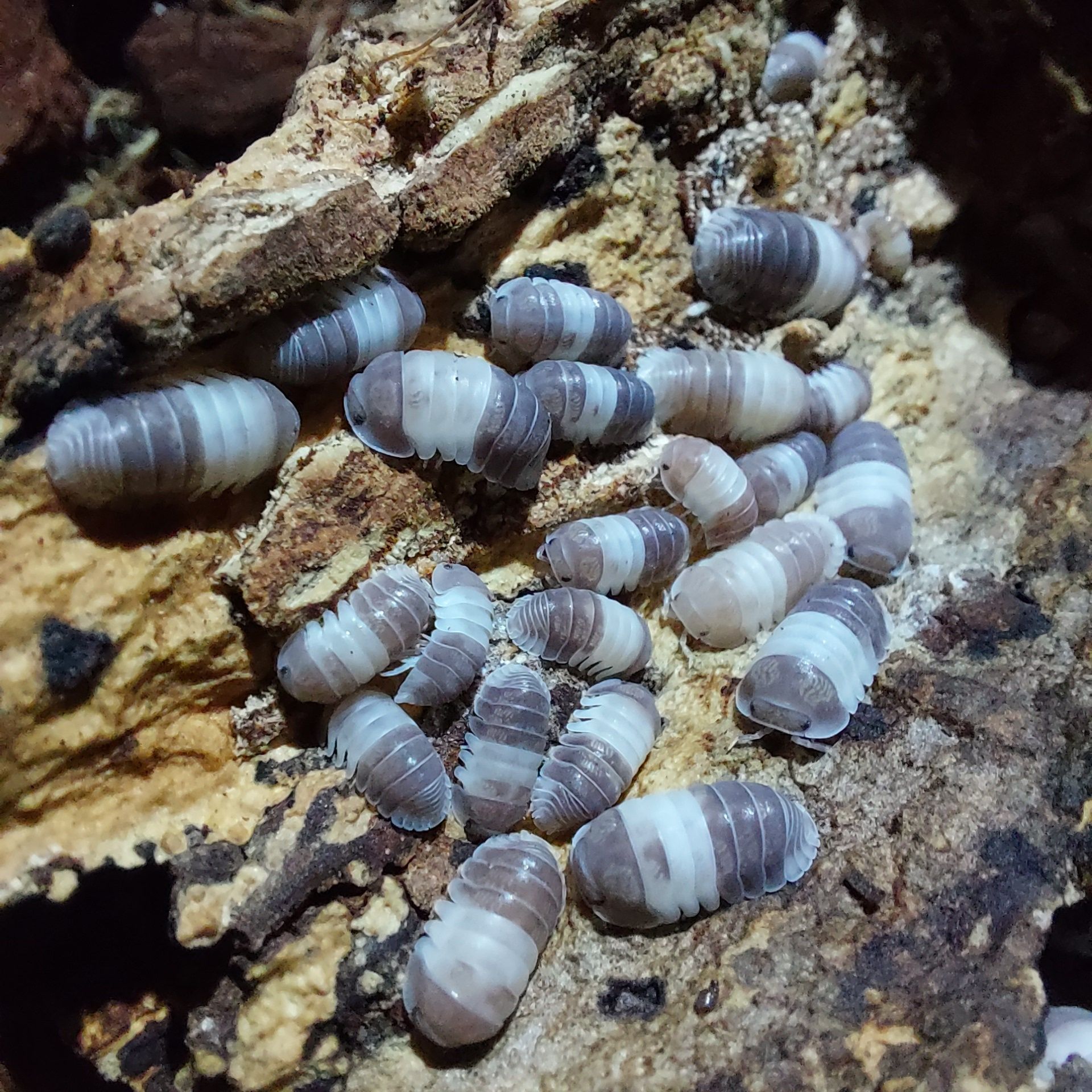 Isopods/ Bichos da conta várias espécies