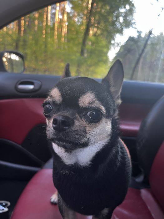 ZAGINĄŁ PIES!!! bardzo prosze o pomocy!!!