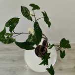Syngonium Albo // planta interior