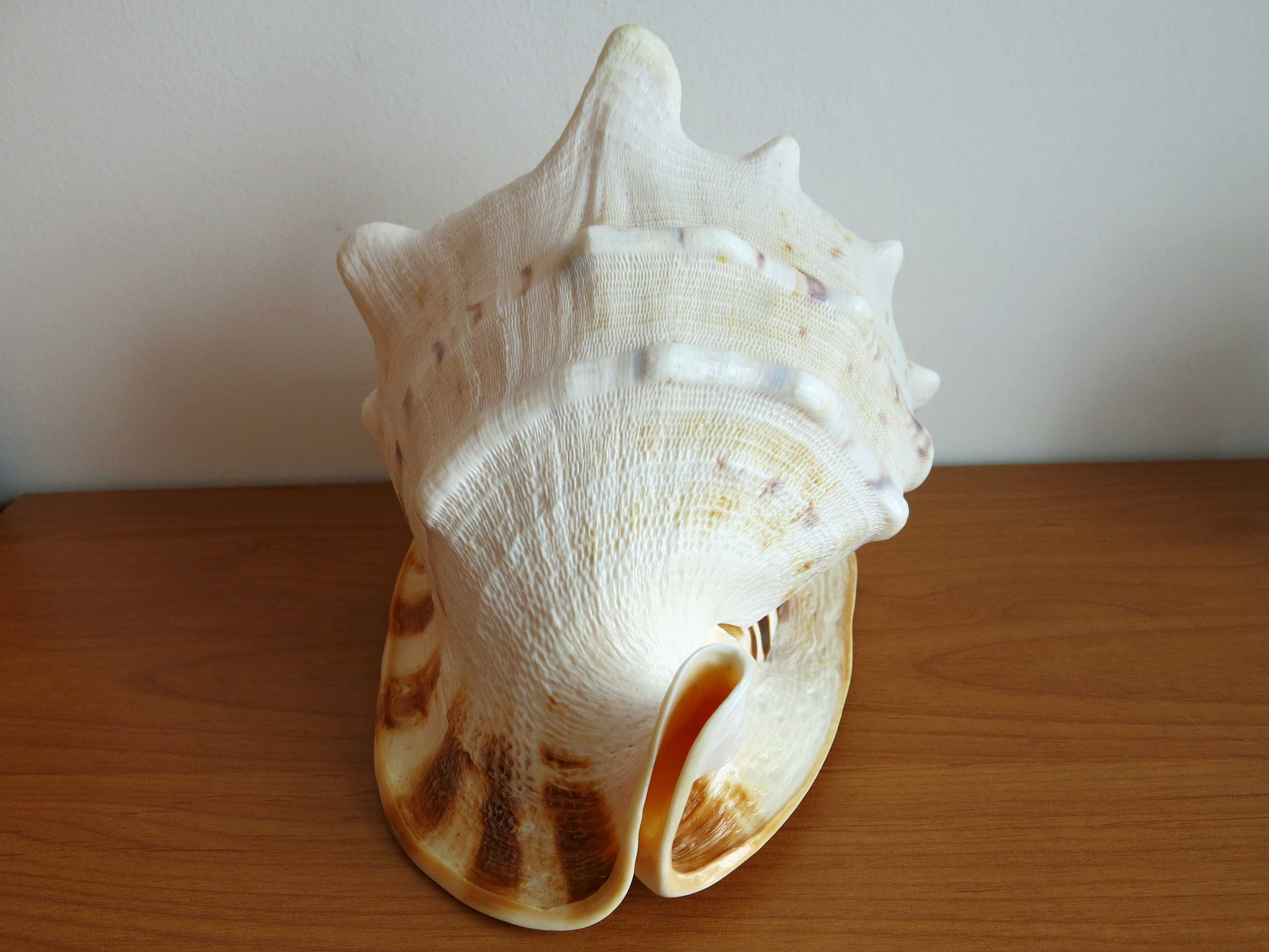 Muszla morska, duża przyłbica rogata, Cassis cornuta - 23,7 cm