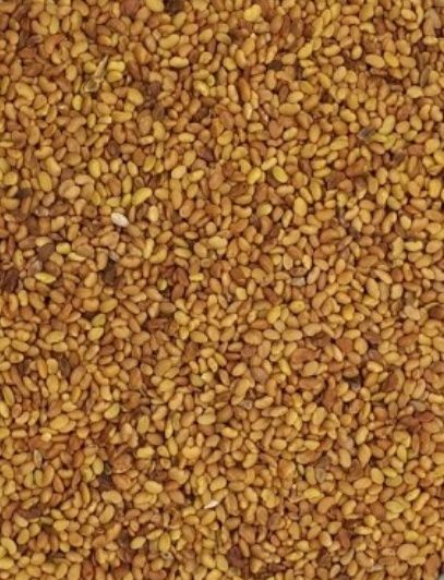 Lucerna lucerny gea nasiona