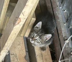 Kociak do adopcji