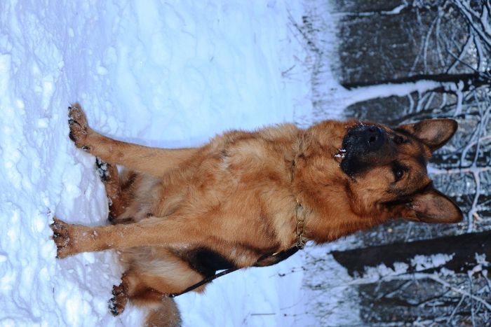 Немецкая овчарка кобель вязка